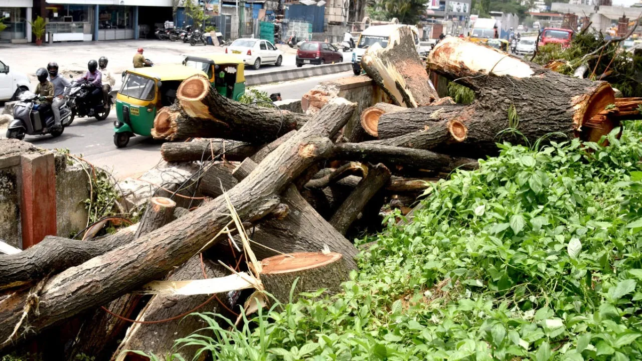 cutting tree